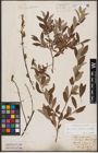 Foto von Salix aurita L. x Salix lapponum L. x Salix repens L.